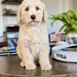 Red - Cream female Goldendoodle puppy in St George, Utah from Doodle Bears of Southern Utah