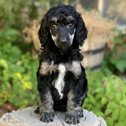 Poodle Puppies from Royal Ridge Poodles