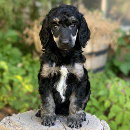 Poodle Puppies from Royal Ridge Poodles
