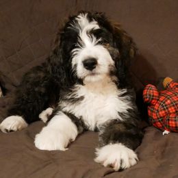 Amethyst - Tri-color female Bernedoodle puppy in Mesa, Arizona from Cookies and Cream Doodles