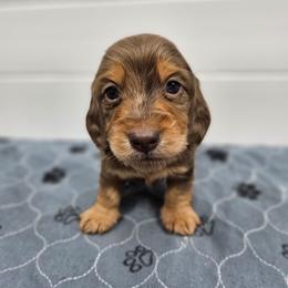 Rio - Dapple male Dachshund puppy in Anaconda, Montana from Montana Country Dachshunds
