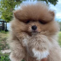 Bijo - Orange male Pomeranian puppy in Jefferson City, Missouri from MJ’s Pomeranians