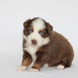 Buckaroo - Red tri male Miniature Australian Shepherd puppy in Circleville, Utah from Canyon Creek Aussies
