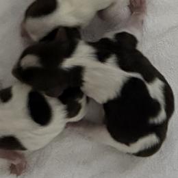 Diablo AKC - Chocolate, tan and white male Yorkshire Terrier puppy in Labelle, Florida from Chocolate and Parti Yorkies in Florida