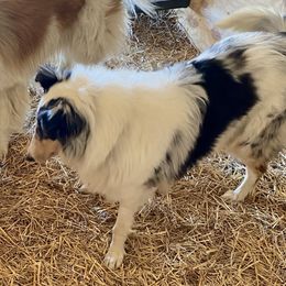 Chloe  - Collie