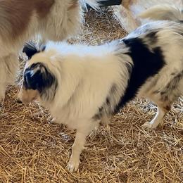 Chloe  - Collie
