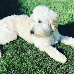 Australian Shepherd, Poodle, and Aussiedoodle All Grown Up from Sprout Creek Farms