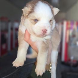 Brook - Red and white female Pomsky puppy in Mc Callsburg, Iowa from SZ Rolling Acres LLC