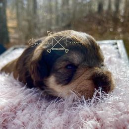Miniature Schnauzers from Bearded Friends
