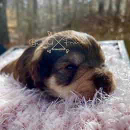 Miniature Schnauzers from Bearded Friends