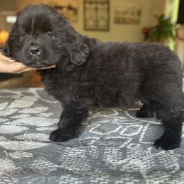Girl Pink Collar - Black female Newfoundland puppy in St Cloud, Minnesota from BurningEmbers
