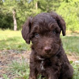 Aussiedoodle, Bordoodle, Goldendoodle, and Poodle Puppies from Korbella Farm