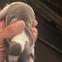 Italian Greyhound Puppies from Fisher Link