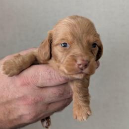 Remy - Sable female Dachshund puppy in Marshall, Texas from Wilson's Kennels
