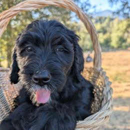 Canyon - Black and white male Bernedoodle puppy in Mariposa, California from Ginger & Spice Farm Puppies