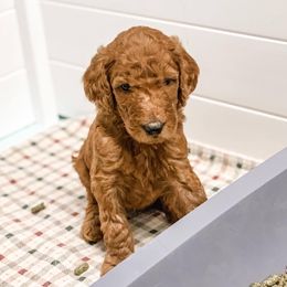 Goldendoodle Puppies from Bear Ridge Doodles
