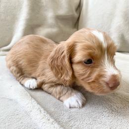 Tito - Wheaten male Dachshund puppy in Trenton, Florida from Tweenie Weenie Dachshunds