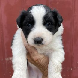 Australian Shepherds from Brazier River Aussies