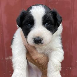 Australian Shepherds from Brazier River Aussies