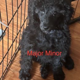 Major Minor - Black Poodle puppy in Lebanon, Ohio from Lucky's Legacy