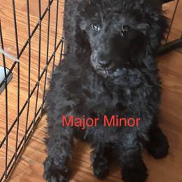 Major Minor - Black Poodle puppy in Lebanon, Ohio from Lucky's Legacy