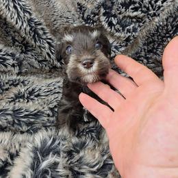 Tesla - Liver female Miniature Schnauzer puppy in Panama City, Florida from Emerald Coast Schnauzers