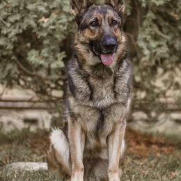 Sunny - German Shepherd