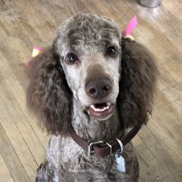 Gracie - Poodle