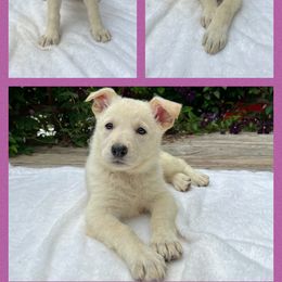 German Shepherd Puppies from Pocono GSD