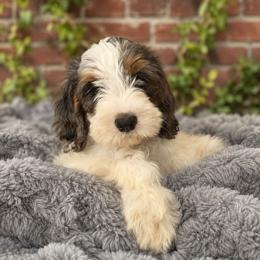 Murphy (reduced) - Merle male Cavapoo puppy in Underwood, Minnesota from Tru Cuddle Pups