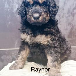 Raynor - Phantom male Goldendoodle puppy in Pasco, Washington from Camp Doodle Woods