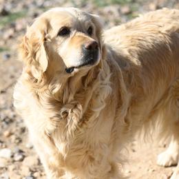 Golden Retriever puppies from Grateful Bernese & Gage's Goldens