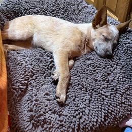 Dixie - Australian Cattle Dog