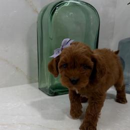 Tammy - Red  female Goldendoodle puppy in Mint Hill, North Carolina from DoodleForever