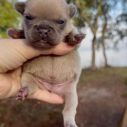 Blue Fawn Girl - Blue fawn female French Bulldog puppy in Gulf Breeze, Florida from SW Frenchies