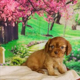 Romeo - Ruby male Cavalier King Charles Spaniel puppy in Marshfield, Missouri from Clearview Kennels