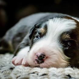 Rudy - Black tri-color male Australian Shepherd puppy in Decatur, Texas from Wyldrose Australian Shepherds