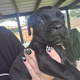 Green collar male - Black brindle male Cane Corso puppy in Granbury, Texas from La Muerte Corso Kennel