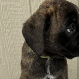 Boxers from CD Kennels