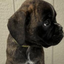 Boxers from CD Kennels