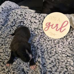 Girl 3 - Brindle female Boxer puppy in Lakeland, Florida from Cote's Boxers