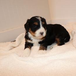 Rex - Tri-color male Bernedoodle puppy in Narvon, Pennsylvania from Mahlon's Bernedoodles