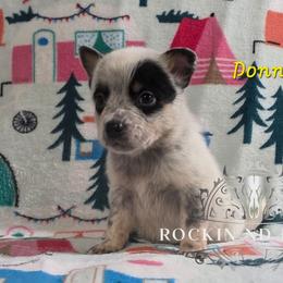 Donner - Blue female Australian Cattle Dog puppy in Silsbee, Texas from Rockin ND Ranch