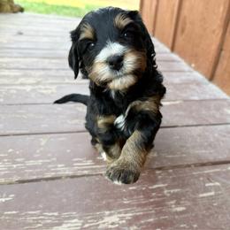 Clifford - Phantom male Bernedoodle puppy in Wamego, Kansas from Doodles of Oz
