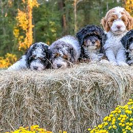 Bernedoodle Puppies from G Rock Doodles