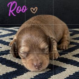 Roo - Cream female Dachshund puppy in Mt. Sterling, Kentucky from Decadent Doxies of KY