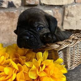 Green collar - Black brindle male Cane Corso puppy in Tucson, Arizona from Cane Corso Friends