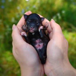 Korean Sol - Black & tan male Maltipoo puppy in Barren Springs, Virginia from Seeking Shalom Acres Maltese, Maltipoos & Havamalts