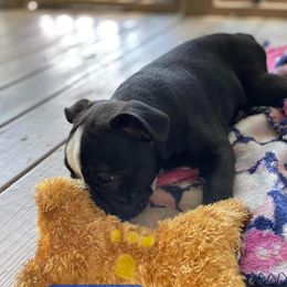 Boston Terriers from USA Boston Terriers