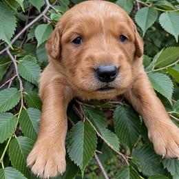 Elm - Dark golden male Golden Retriever puppy in Wendell, Minnesota from Floden Farm Golden Retrievers